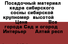 Посадочный материал кедра сибирского (сосны сибирской) крупномер, высотой 3-3.5  › Цена ­ 19 800 - Все города Сад и огород » Интерьер   . Алтай респ.